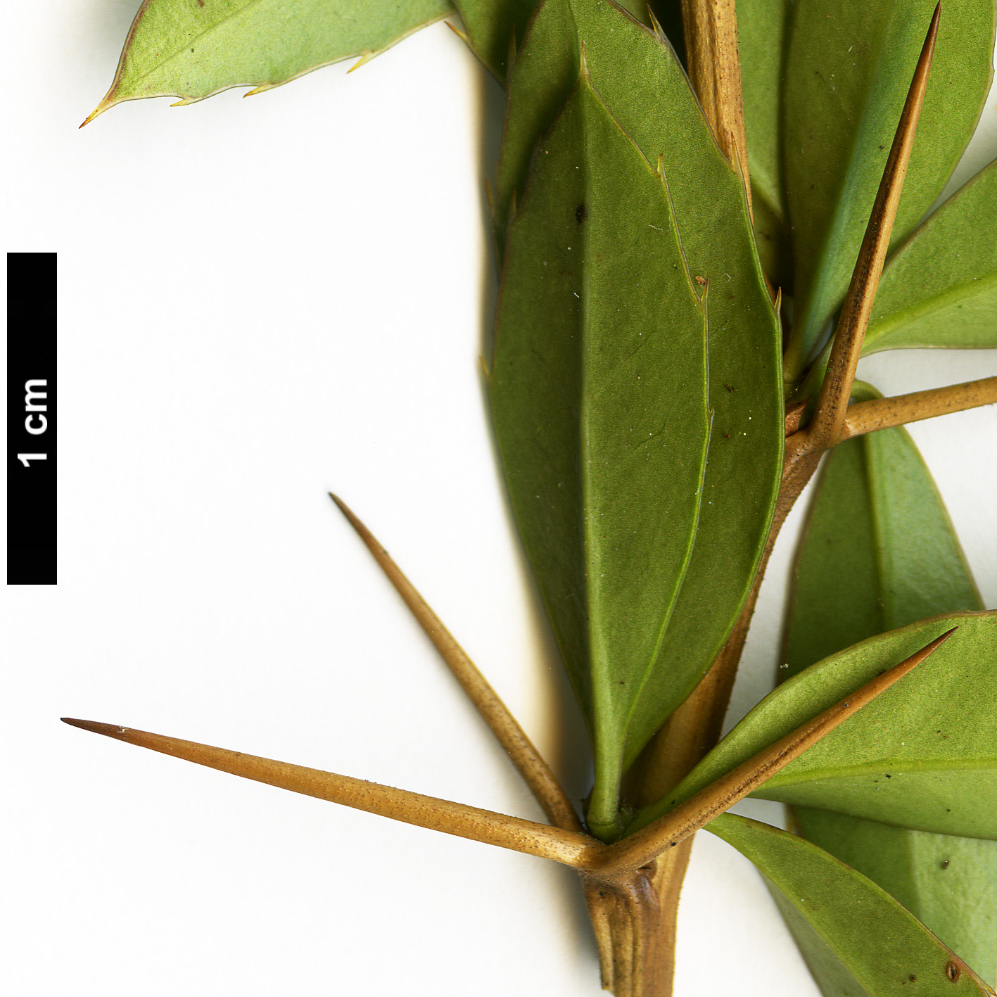 High resolution image: Family: Berberidaceae - Genus: Berberis - Taxon: kawakamii